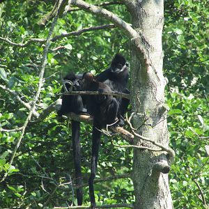Fota Wildlife Park - François' langurs