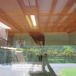 Fota Wildlife Park - Langur inside indoor quarter