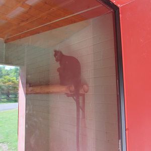 Fota Wildlife Park - Langur inside indoor quarter