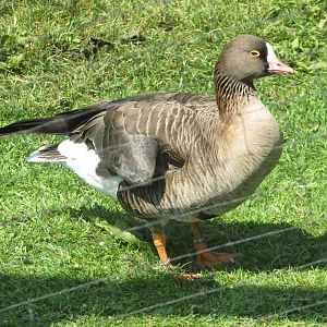 Fota Wildlife Park - Pink-footed goose