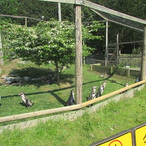 Fota Wildlife Park - Humdbolt penguins