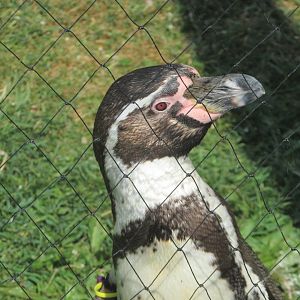 Fota Wildlife Park - Humdbolt penguin