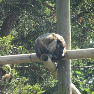 Fota Wildlife Park - Female black howler monkey