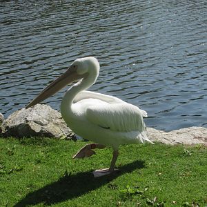 Fota Wildlife Park - Great white pelican