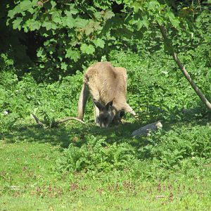 Fota Wildlife Park - Eastern grey kangaroo