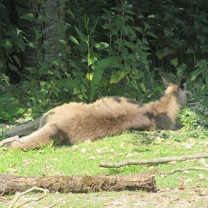 Fota Wildlife Park - Eastern grey kangaroo