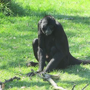 Fota Wildlife Park - COLOMBIAN black spider monkey