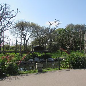 Fota Wildlife Park - COLOMBIAN black spider monkey exhibit