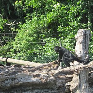 Fota Wildlife Park - COLOMBIAN black spider monkey