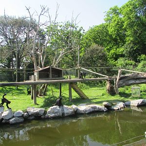 Fota Wildlife Park - COLOMBIAN black spider monkeys