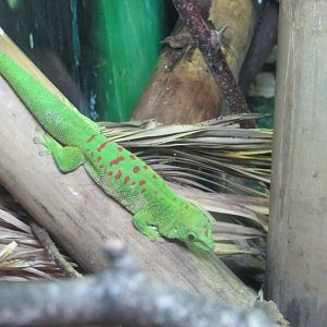 Fota Wildlife Park - Phelsuma madagascariensis
