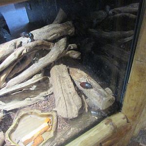 Fota Wildlife Park - Malagasy hissing cockroach