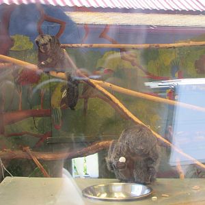 Fota Wildlife Park - Female white-faced sakis