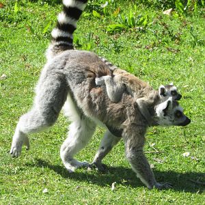 Fota Wildlife Park - Ring-tailed lemur with infant