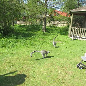Fota Wildlife Park - Ring-tailed lemurs
