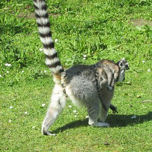Fota Wildlife Park - Ring-tailed lemur with twins!