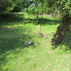 Fota Wildlife Park - Ring-tailed lemurs