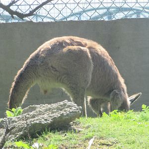 Fota Wildlife Park - Eastern grey kangaroo
