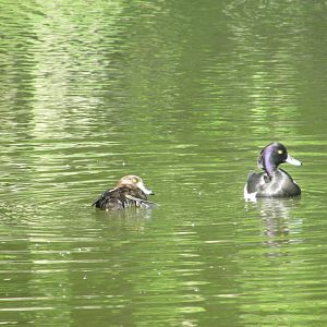 Wild tufted ducks