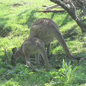 Fota Wildlife Park - Eastern grey kangaroo with joey
