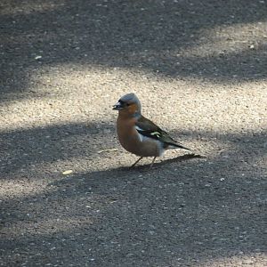 Wild Eurasian chaffinch
