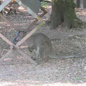 Fota Wildlife Park - Red-necked wallaby