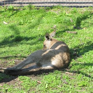 Fota Wildlife Park - Eastern grey kangaroo
