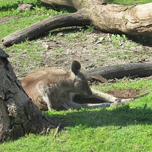 Fota Wildlife Park - Eastern grey kangaroo