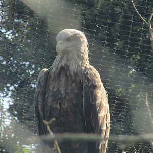Fota Wildlife Park - White-tailed sea eagle