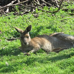 Fota Wildlife Park - Eastern grey kangaroo
