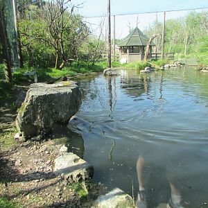 Fota Wildlife Park - Grey seal