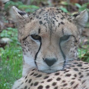 Fota Wildlife Park - Cheetah