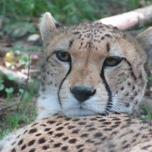 Fota Wildlife Park - Another cheetah