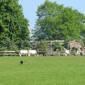 Fota Wildlife Park - Opposite view of the African savanna