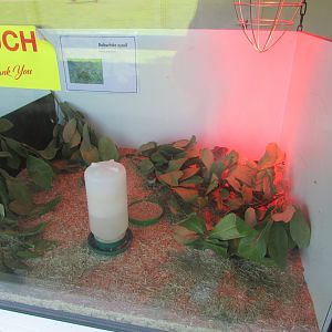 Fota Wildlife Park - Bobwhite quail chicks
