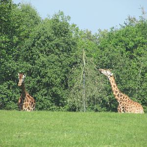 Fota Wildlife Park - Rothschild's giraffes