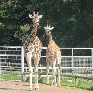 Fota Wildlife Park - Rothschild's giraffes