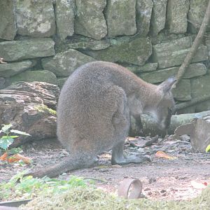 Fota Wildlife Park - Free-roaming red-necked wallaby