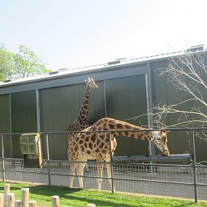 Fota Wildlife Park - Rothschild's giraffes