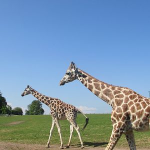 Fota Wildlife Park - Rothschild's giraffes