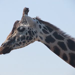 Fota Wildlife Park - Rothschild's giraffe close up