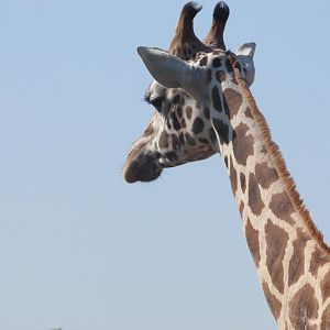 Fota Wildlife Park - Rothschild's giraffe close up