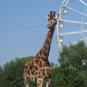Fota Wildlife Park - Rothschild's giraffe and Ferris wheel