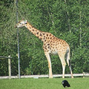 Fota Wildlife Park - Rothschild's giraffe
