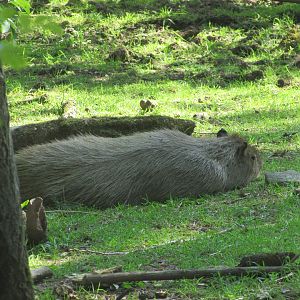 Fota Wildlife Park - Capybara