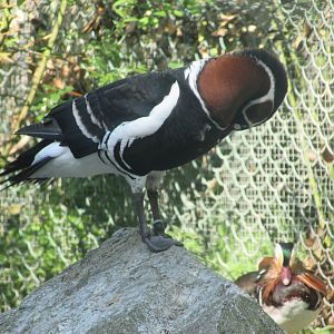Fota Wildlife Park - Mandarin duck and red-breasted goose