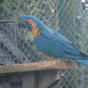 Fota Wildlife Park - Blue-throated macaw