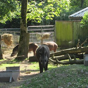 Fota Wildlife Park - Brazilian tapirs
