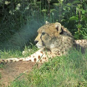 Fota Wildlife Park - Cheetah