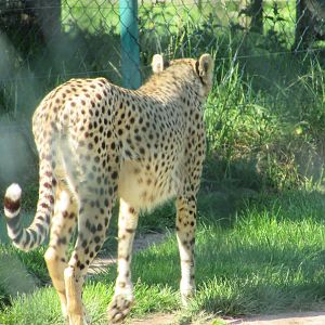 Fota Wildlife Park - Another cheetah